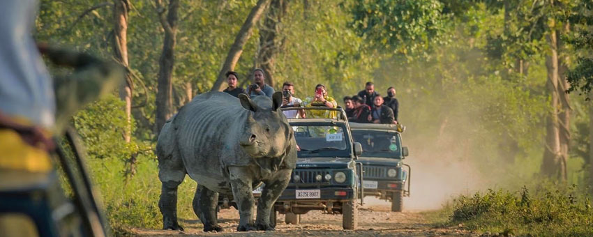 Experience Wildlife  Gorumara 3 Nights / 4 Days 